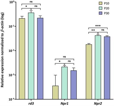 Retinal degeneration protein 3 controls membrane guanylate cyclase activities in brain tissue